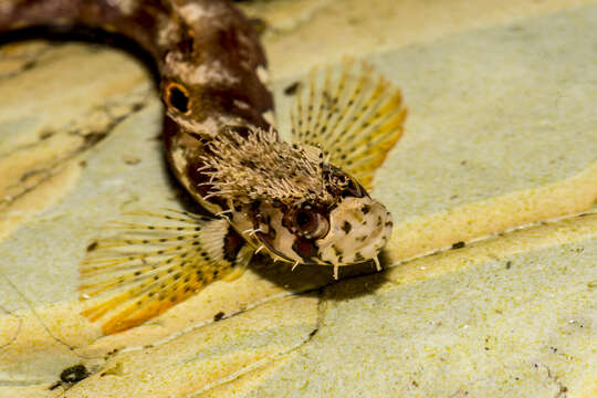 Neoclinus uninotatus Hubbs 1953 resmi