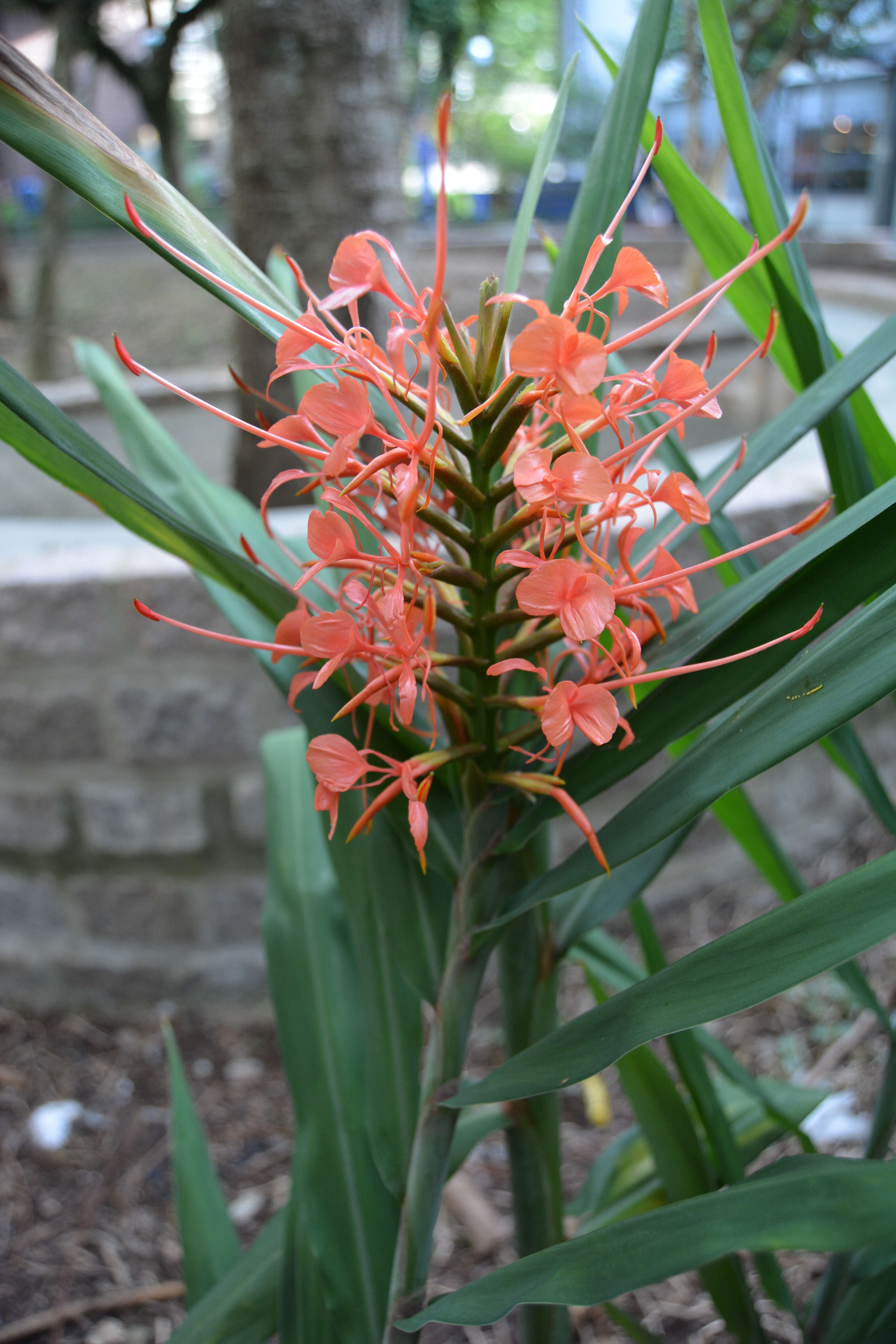 Image of Hedychium coccineum Buch.-Ham. ex Sm.