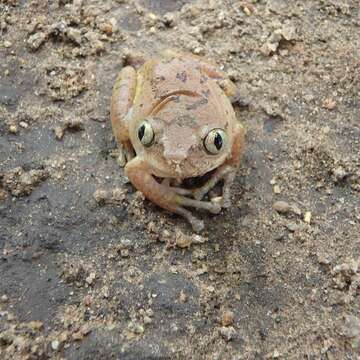 Leptopelis argenteus (Pfeffer 1893)的圖片