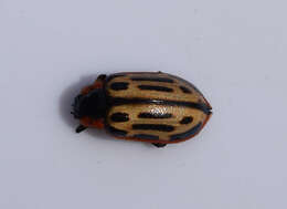 Image of Cottonwood Leaf Beetle