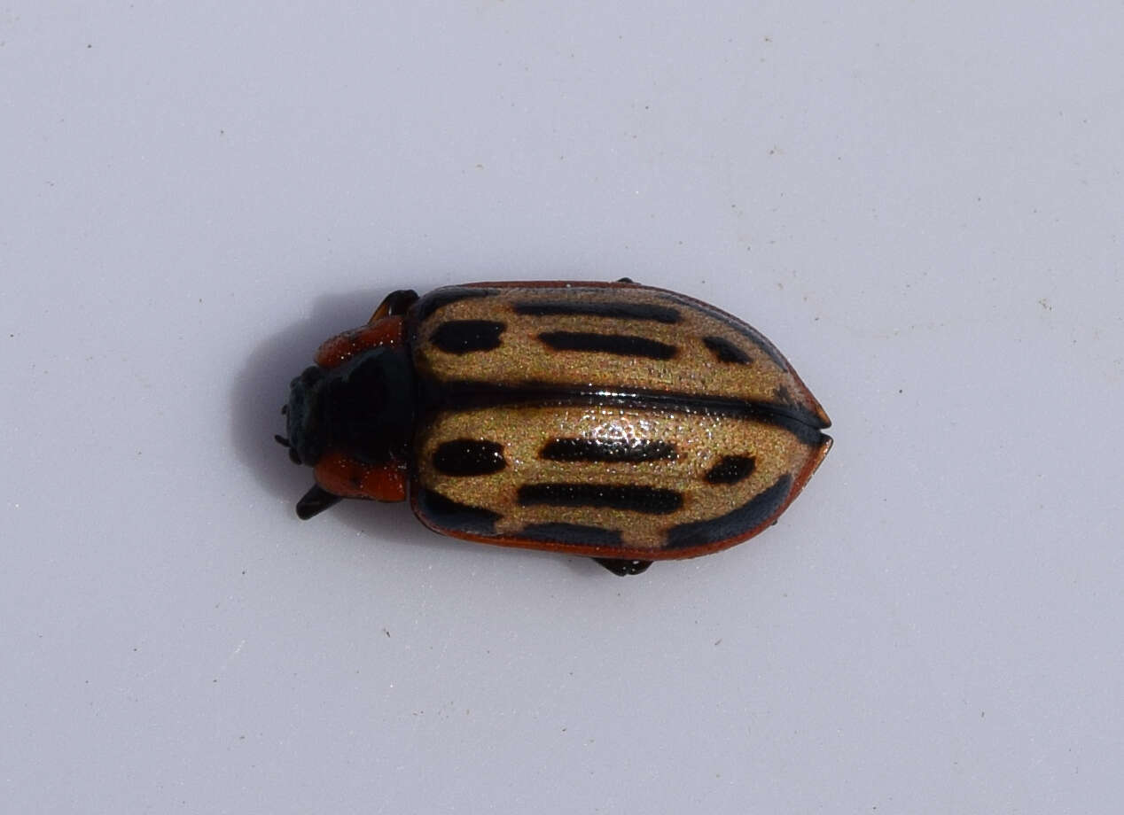 Image of Cottonwood Leaf Beetle