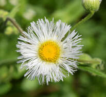 Image of Philadelphia fleabane