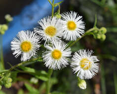 Image of Philadelphia fleabane