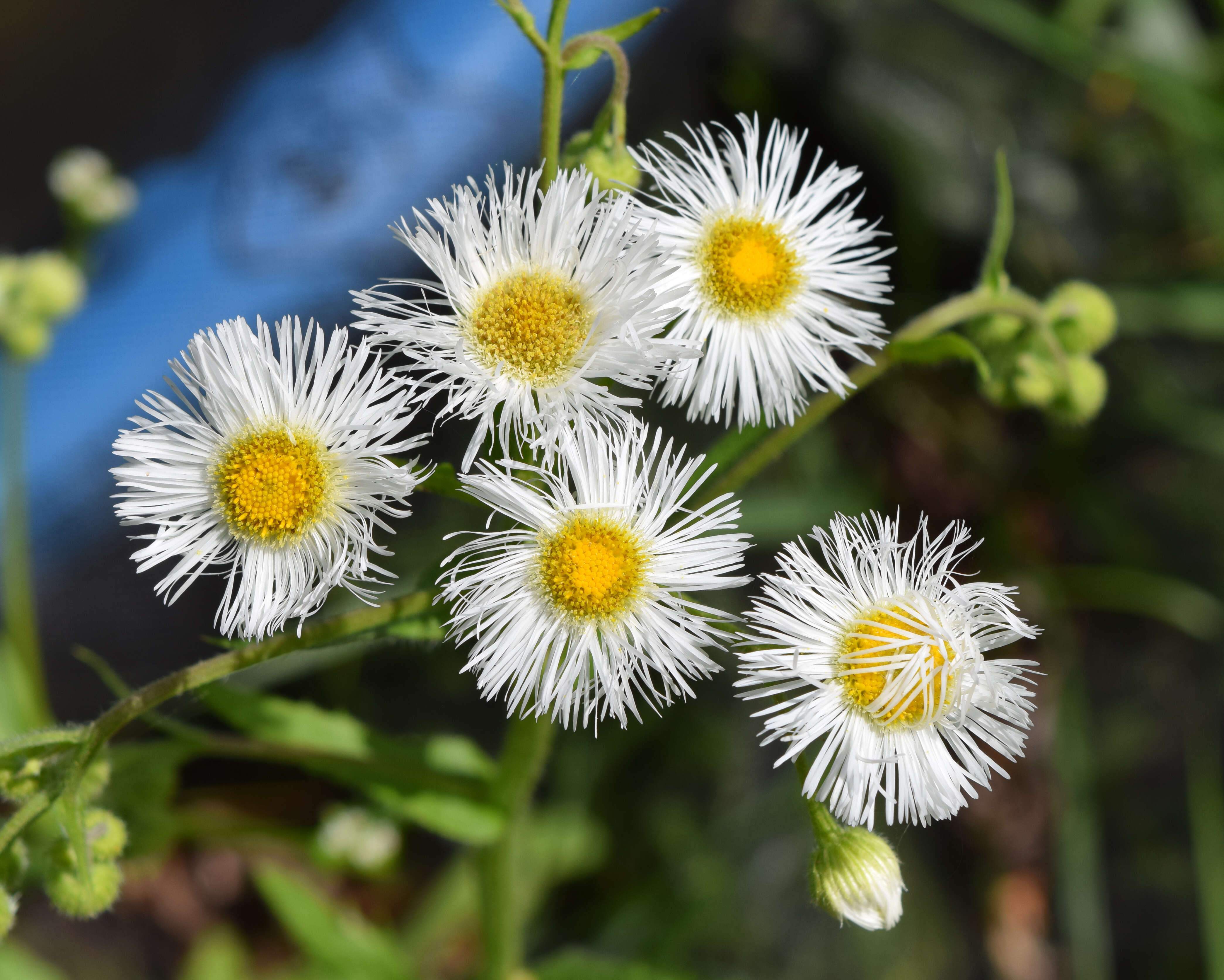 Image of Philadelphia fleabane