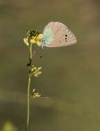 Image of Green-underside Blue