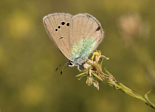 Image of Green-underside Blue