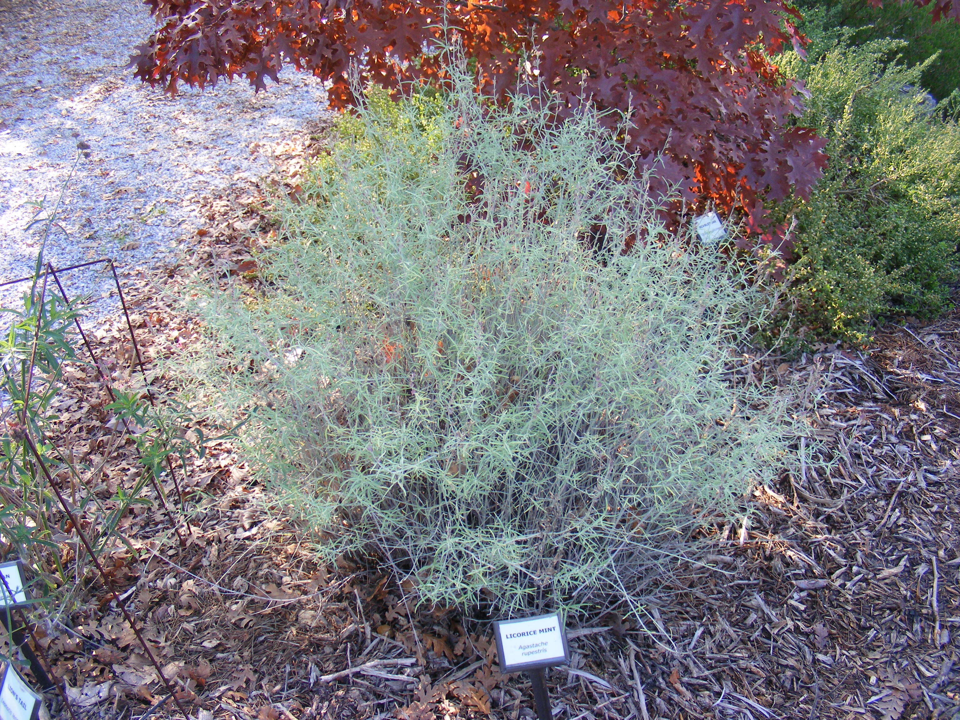 Image of threadleaf giant hyssop