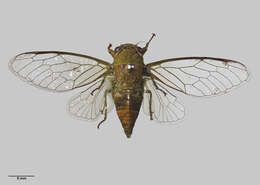 Image of April green cicada