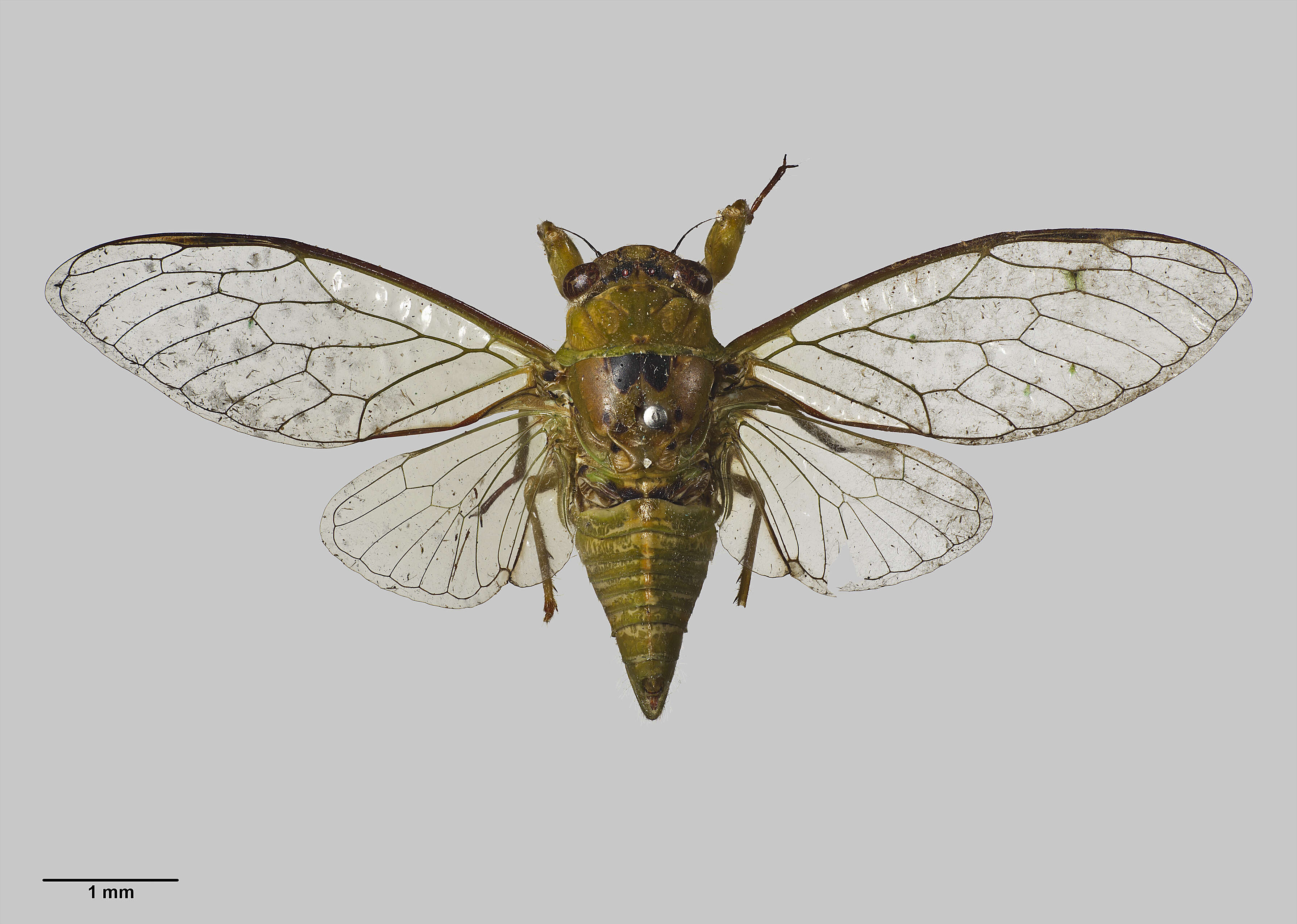 Image of April green cicada