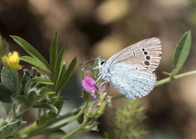 Image of Green-underside Blue