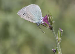 Image of Green-underside Blue