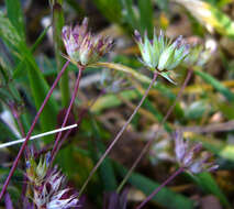 Image of fewflower clover