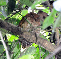 Image of Vermiculated Screech Owl