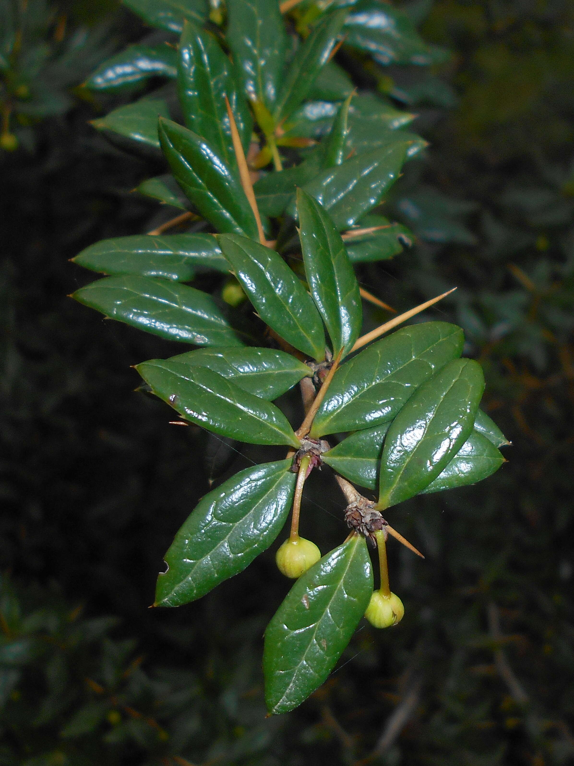 Image de Berberis candidula C. K. Schneid.