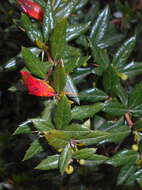 Image de Berberis candidula C. K. Schneid.