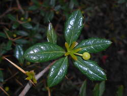 Image de Berberis candidula C. K. Schneid.