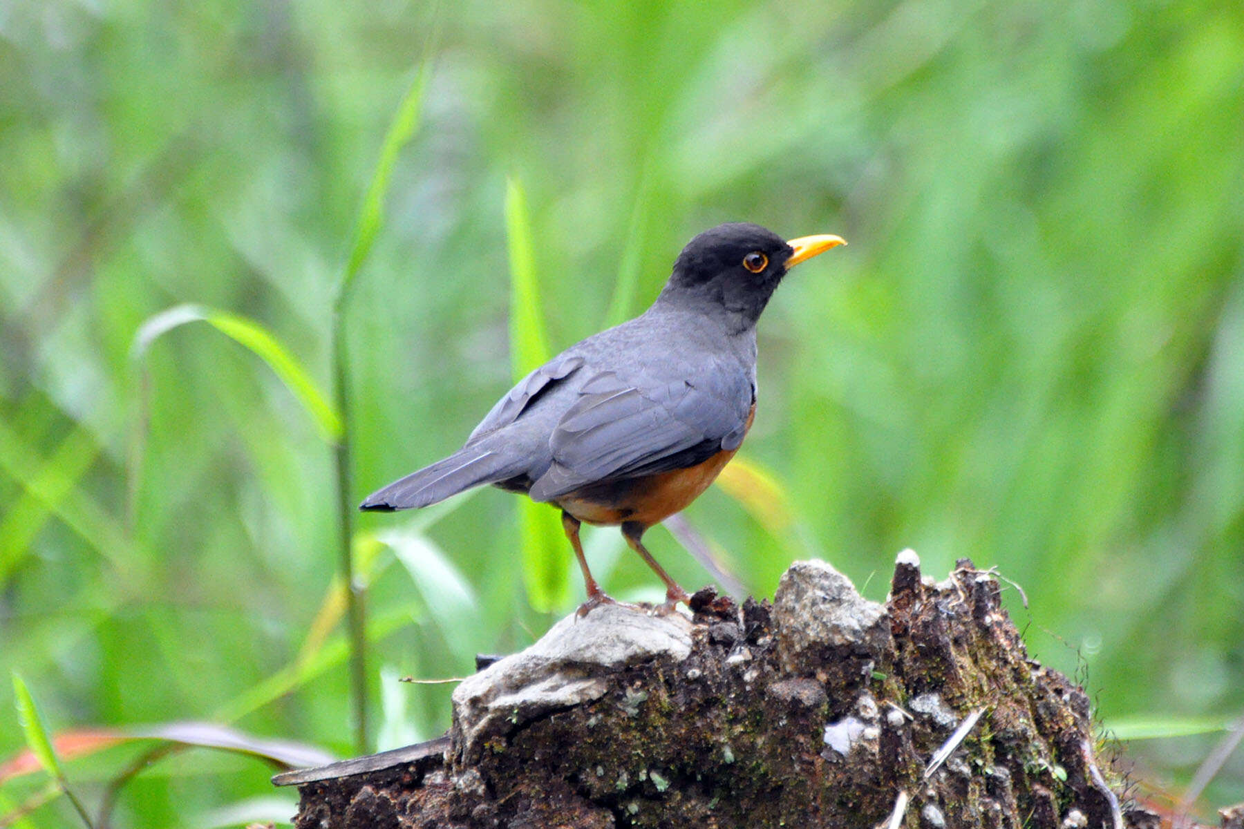 Image of Chestnut-bellied Thrush