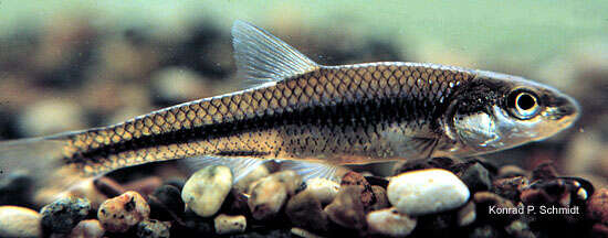 Image of Bigmouth Shiner