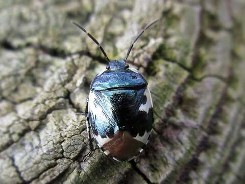 Image of Tritomegas bicolor