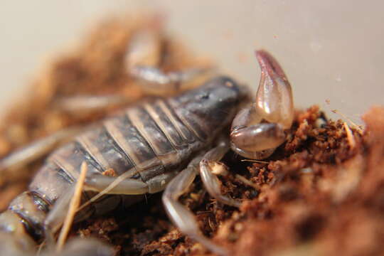 Image of Bothriurus coriaceus Pocock 1893