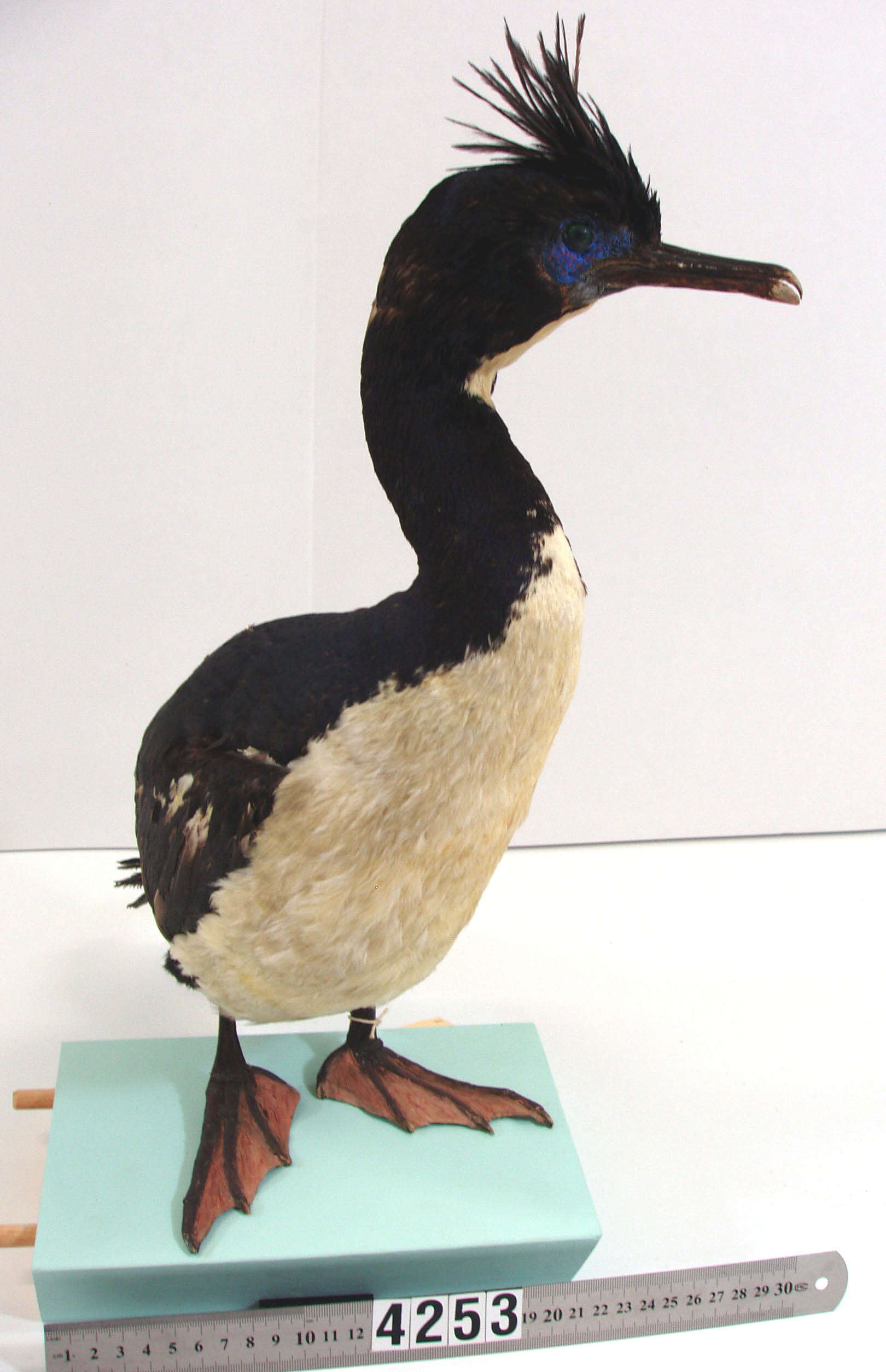 Image of Bounty Shag