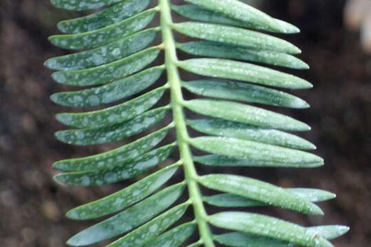 Image of New Caledonia retrophyllum