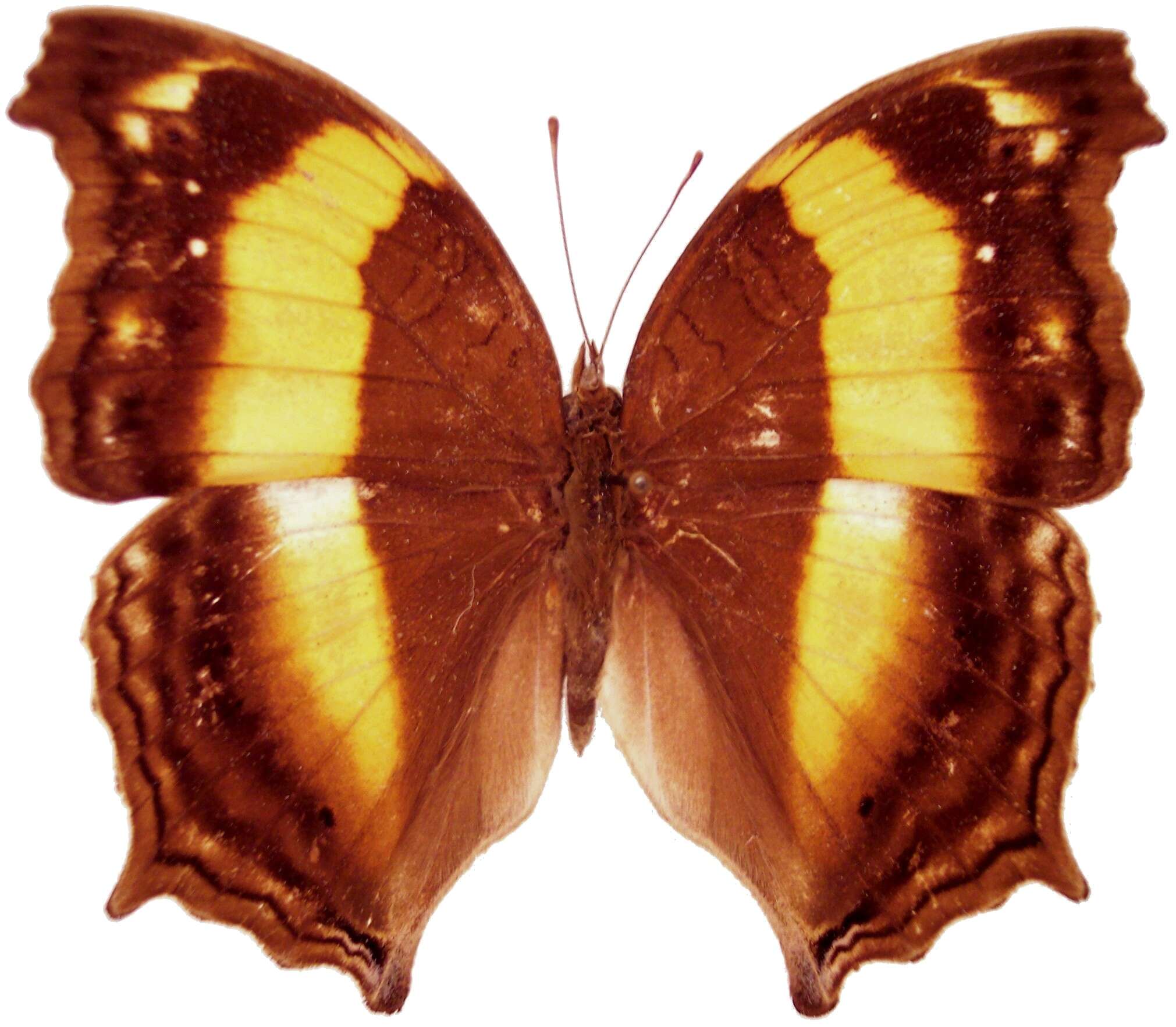 Image of Yoma sabina Cramer 1782