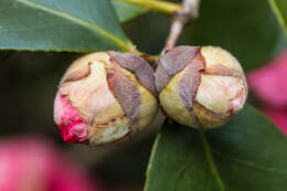 Image of camellia