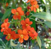 Imagem de Euphorbia fulgens Karw. ex Klotzsch