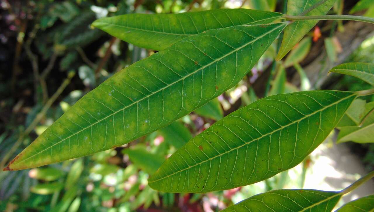 Imagem de Euphorbia fulgens Karw. ex Klotzsch