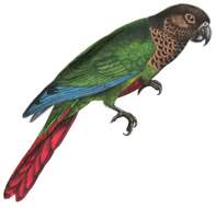 Image of Bonaparte's Parakeet