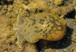 Image of Pond Snails