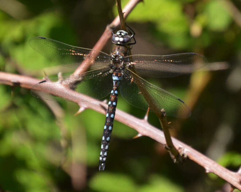 Image of California Darner