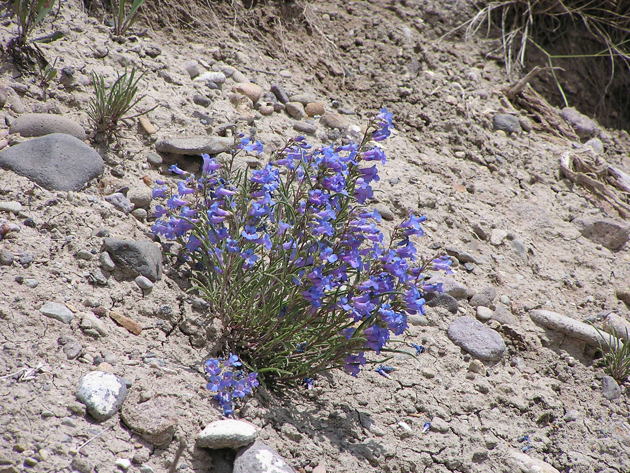 Image of Penland's beardtongue