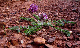 Image of Paradox milkvetch