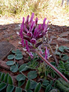 Image of Paradox milkvetch