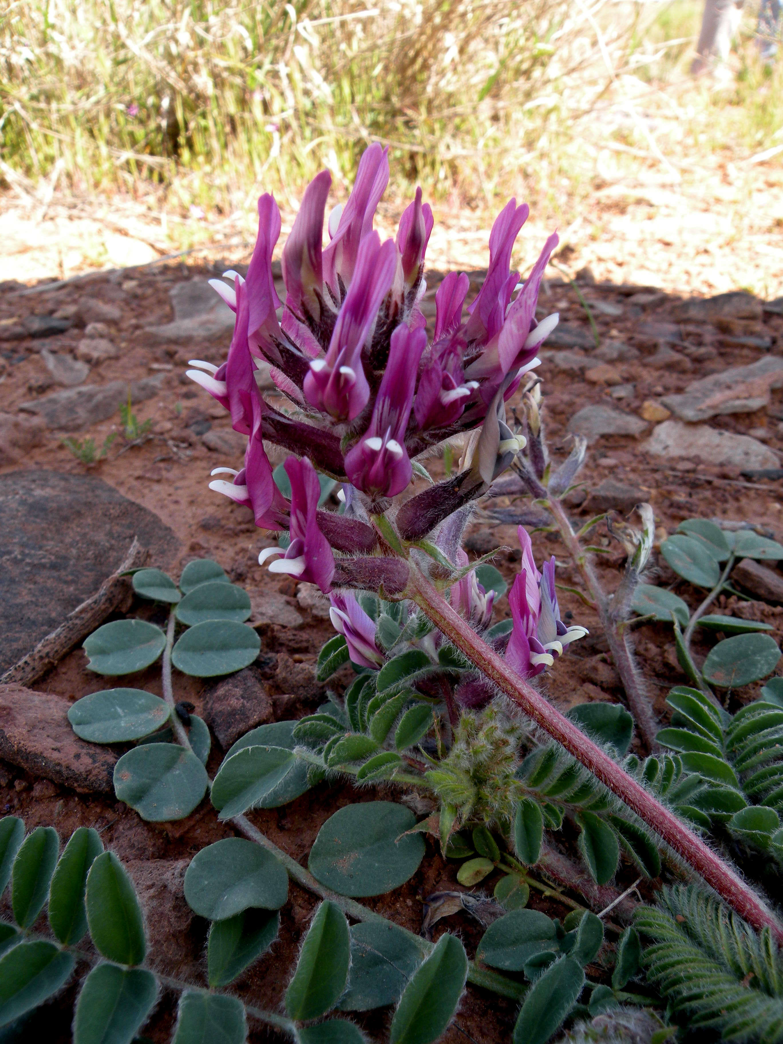 Imagem de Astragalus holmgreniorum R. C. Barneby