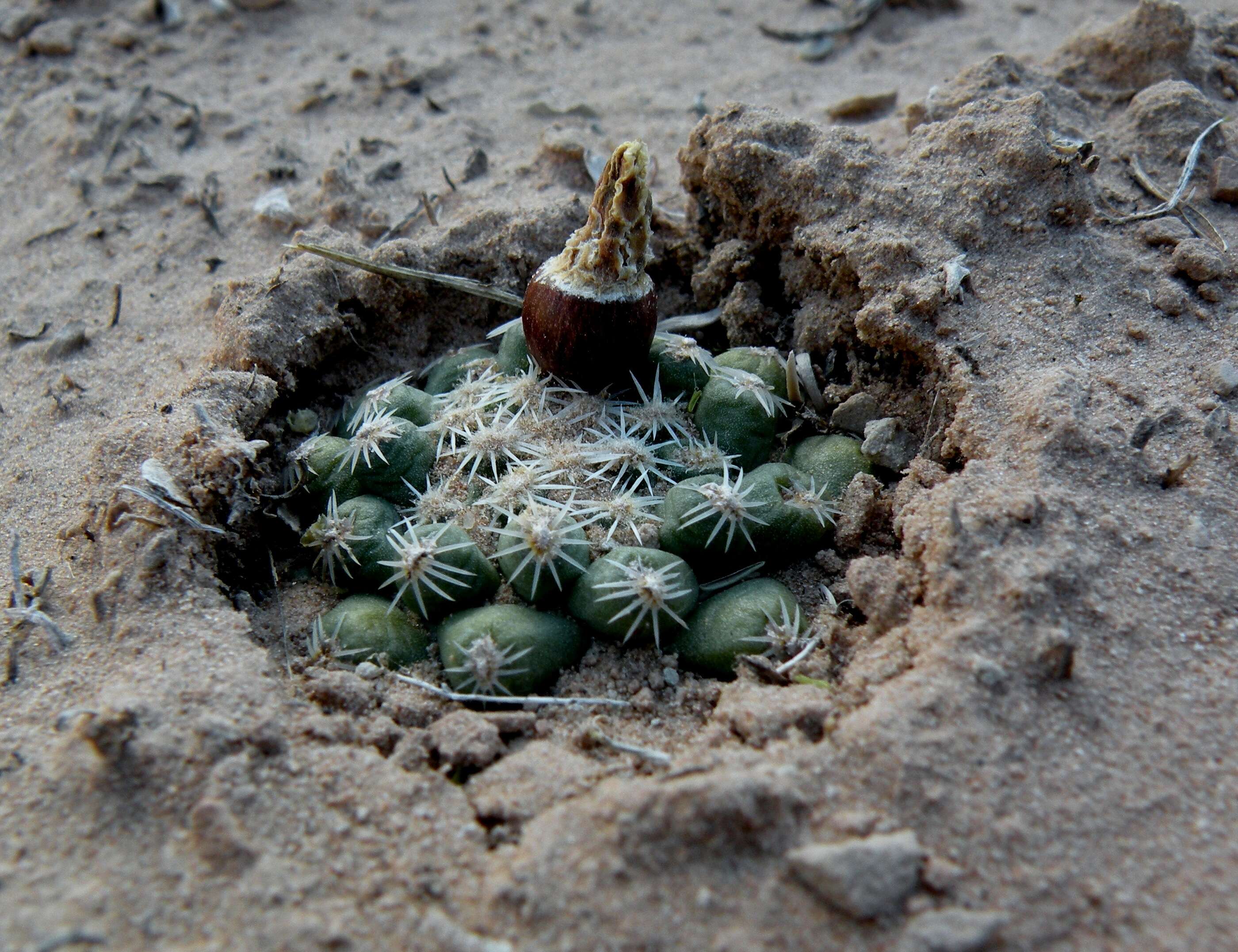 Image of Despain's Pincushion Cactus