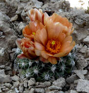 صورة Pediocactus winkleri K. D. Heil