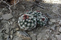 Image of Despain's Pincushion Cactus