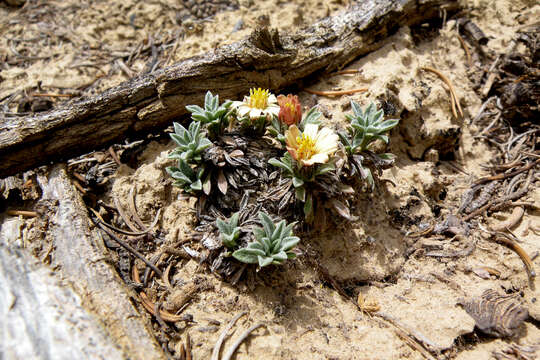 Image of Last Chance Townsend daisy