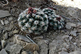 Image of Despain's Pincushion Cactus