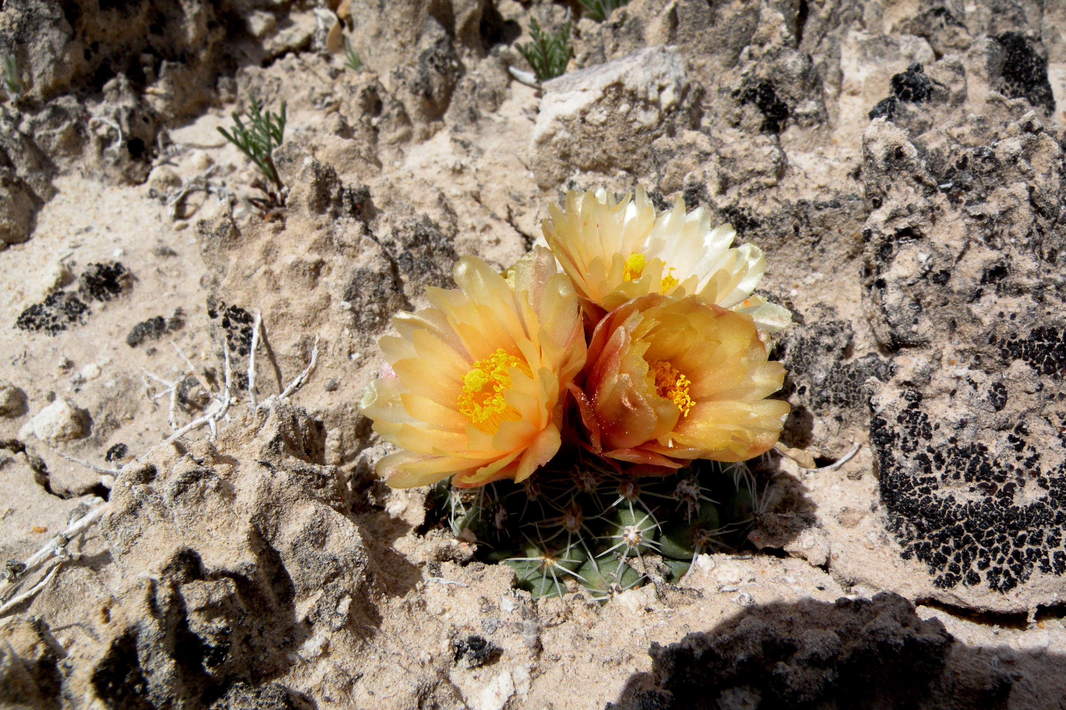 صورة Pediocactus winkleri K. D. Heil