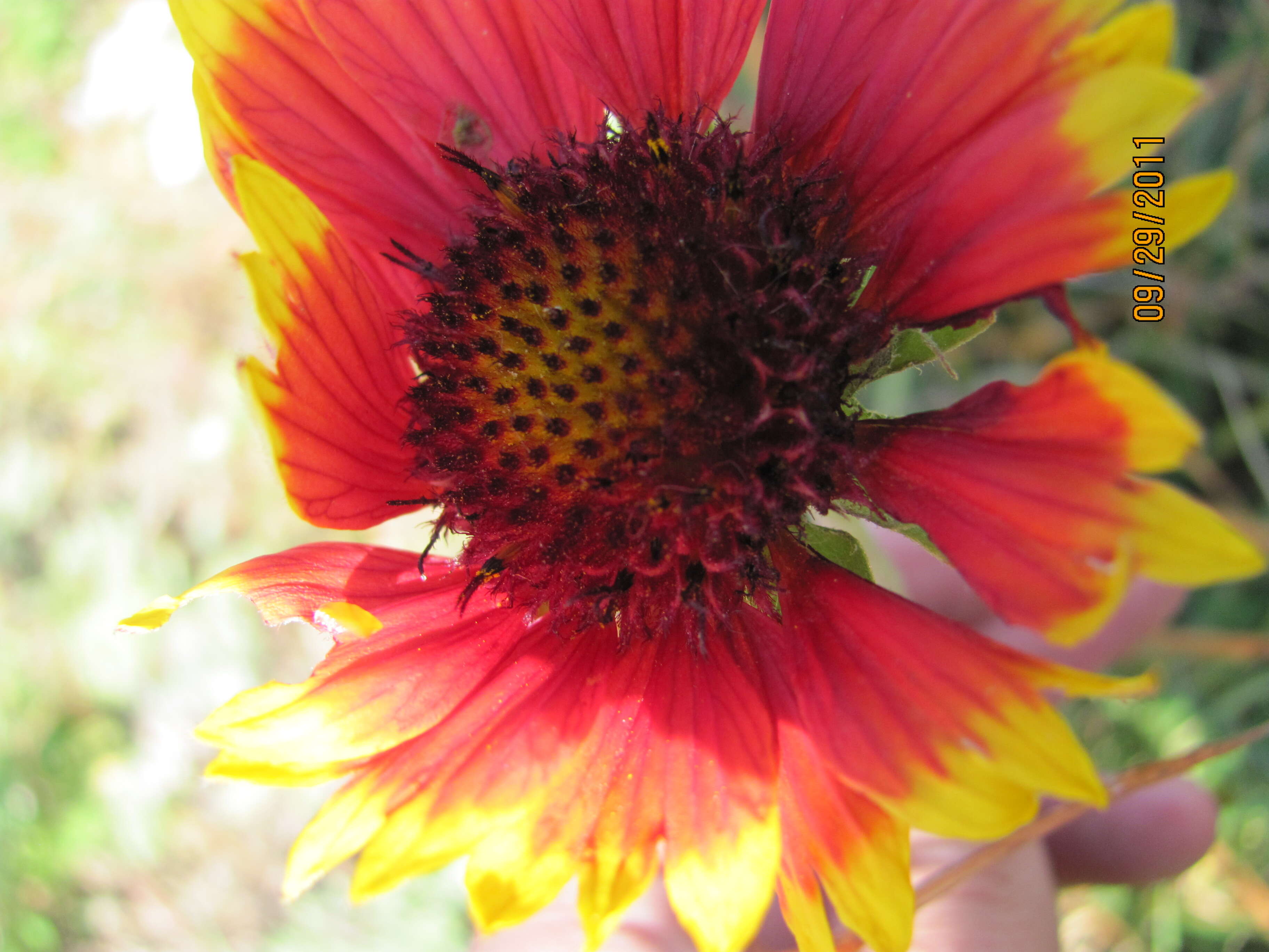 Image of Common perennial gaillardia