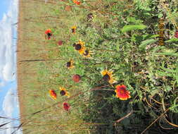 Image of Common perennial gaillardia