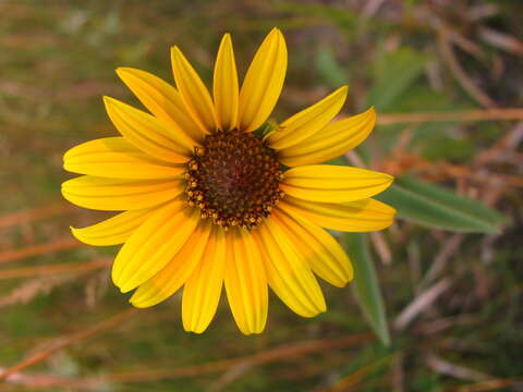 Imagem de Helianthus maximiliani Schrad.