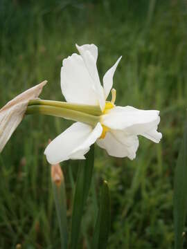 Image de Narcissus medioluteus Mill.