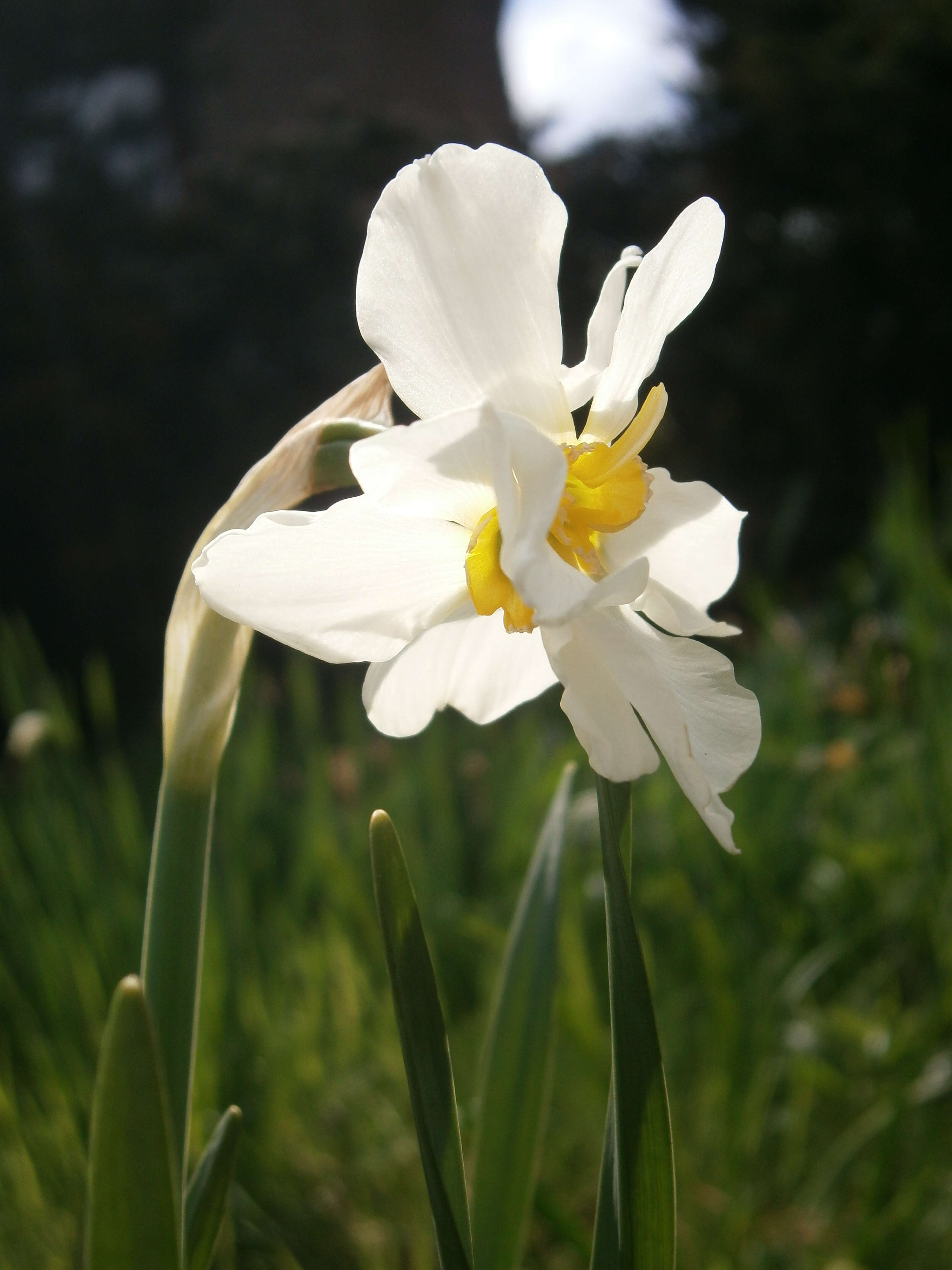 Image de Narcissus medioluteus Mill.