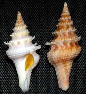 Image of Clavatula diadema (Kiener 1840)