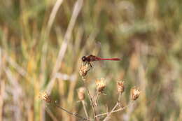 Image of Saffron-winged Meadowhawk